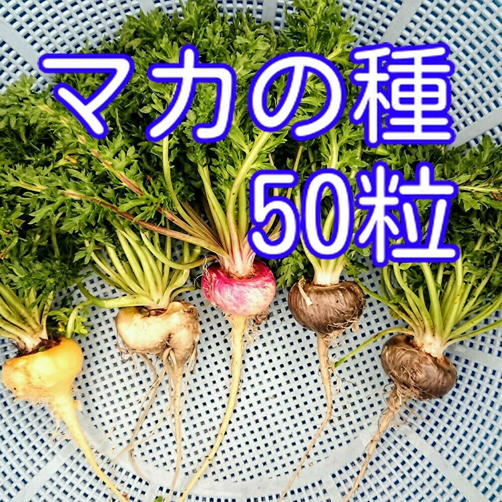 マカの種 50粒_画像1