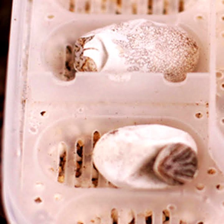 【孵化セット】爬虫類専用孵卵器+水苔10ｇ 卵トレイ インキュベータートレイ エッグトレイ 孵卵機 孵化器 卵ハッチャー インキュベーター_画像8