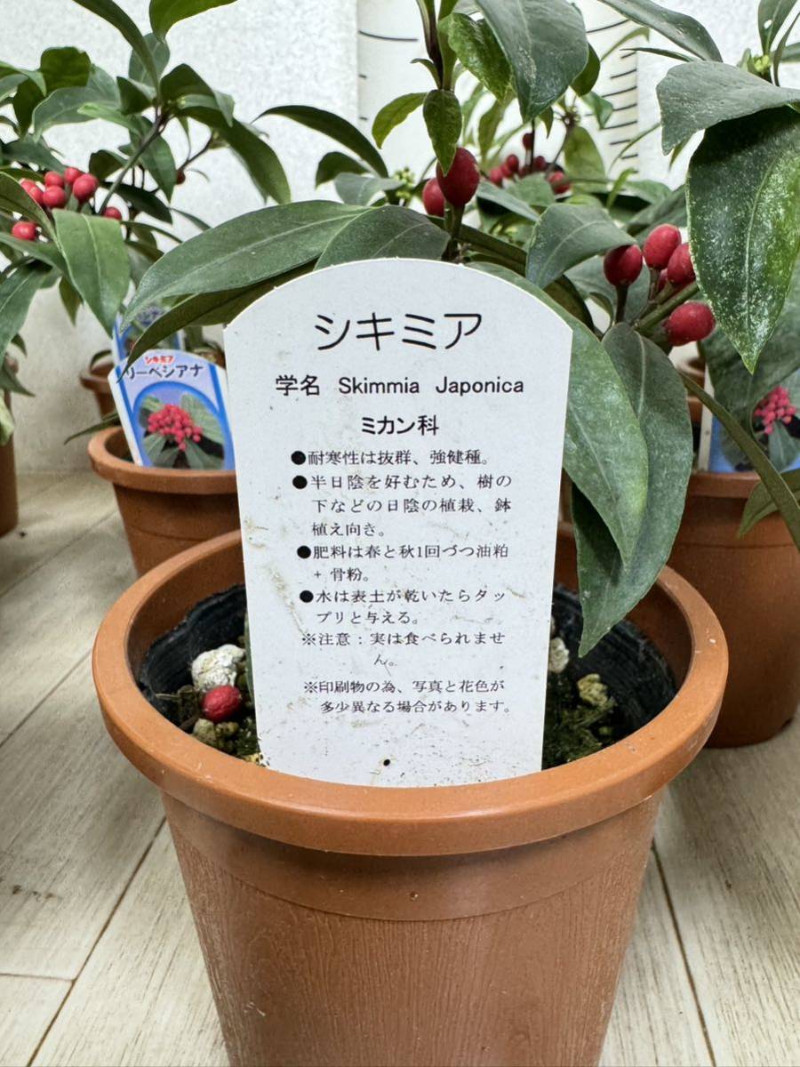 観音竹 “泰山錦” 6号 鉢下約75cm 送料無料】|Yahoo!フリマ 観音竹 “泰山錦” 6号 鉢下約75cm 送料無料】|Yahoo!フリマ