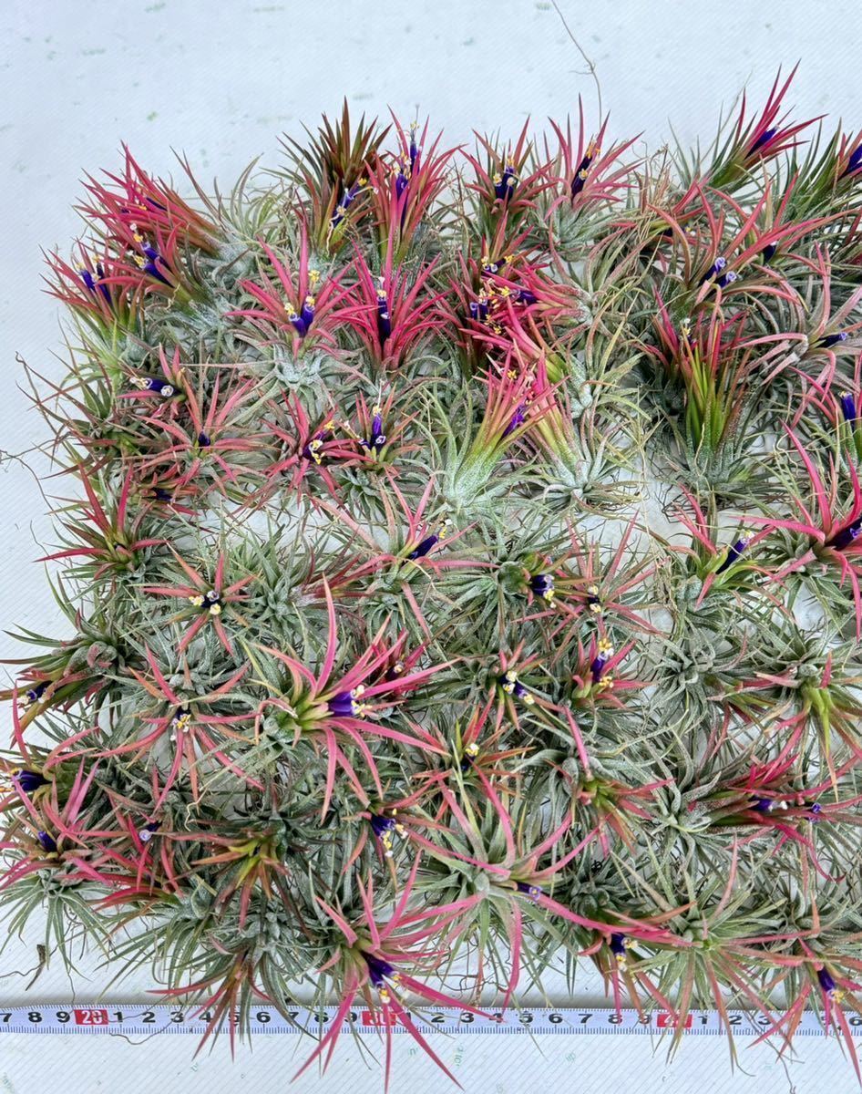 【Tillandsia ionantha ‘Fuego’　 チランジア　イオナンタ　フェゴ　120株セット　送料無料　オススメ】_画像4