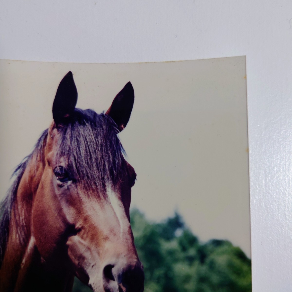 トウカイテイオー　生写真　田原成貴騎手　有馬記念　＋引退後　社台SSにて撮影_画像7