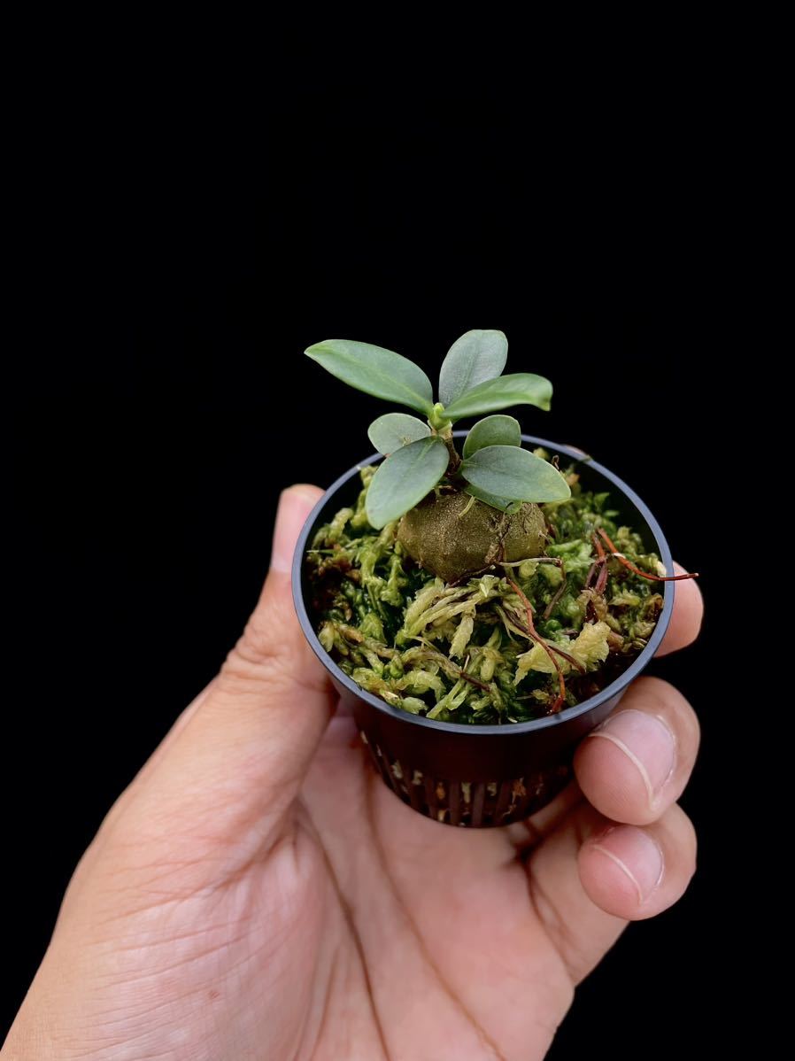 アリ植物 Hydnophytum formicarum Nueva Vizcaya (YFK2)実生株_画像3