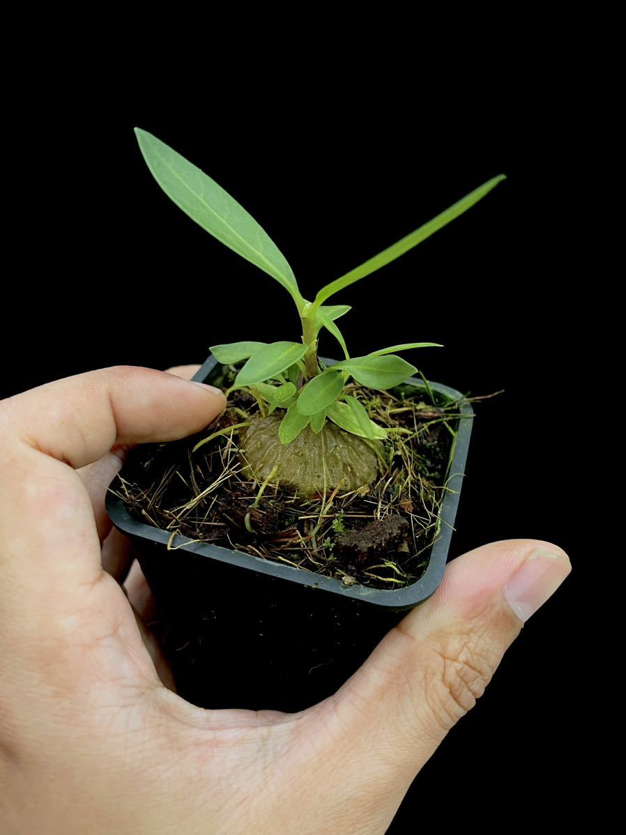 アリ植物 Hydnophytum formicarum Kabupaten Toraja Utara 実生株_画像3