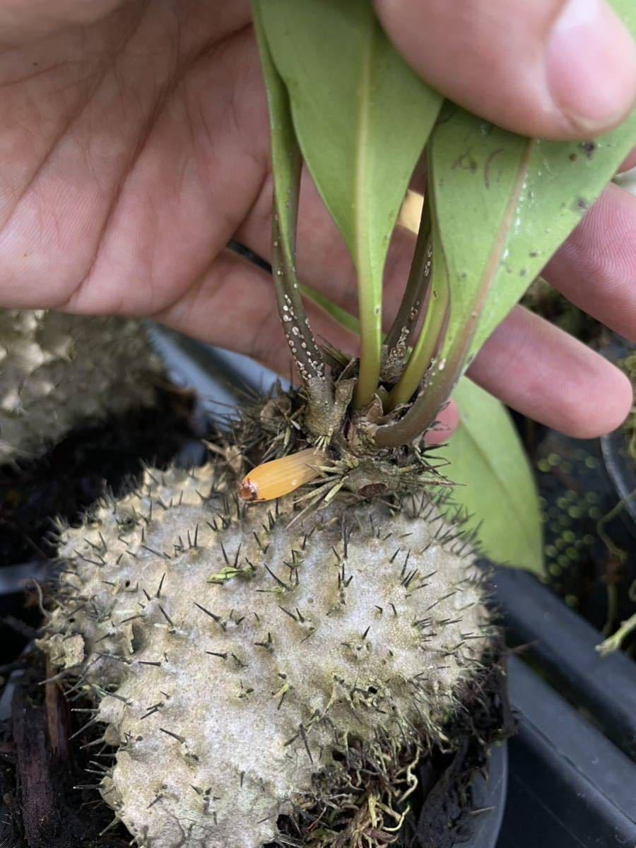 アリ植物 Myrmecodia platytyrea (brown petioles) Timika, Central Papua 実生株_画像3