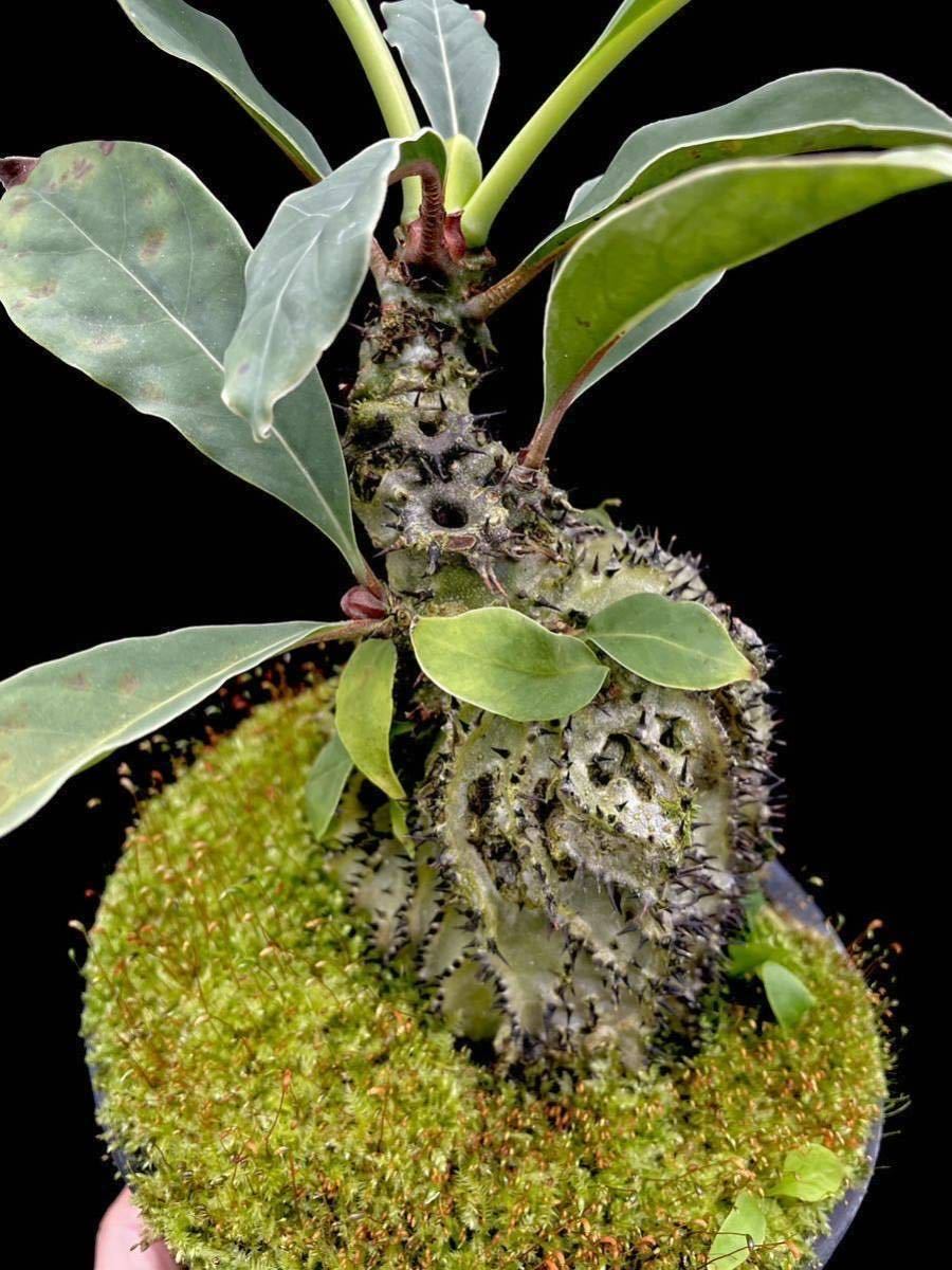 アリ植物 Myrmecodia horrida Mt. Hagen, PNG 実生株_画像1