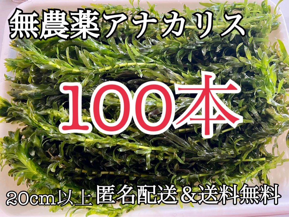 無農薬 アナカリス 100本 20cm以上 数量限定 オオカナダモ 産卵 寒さ対策 越冬 餌 金魚 メダカ_画像1