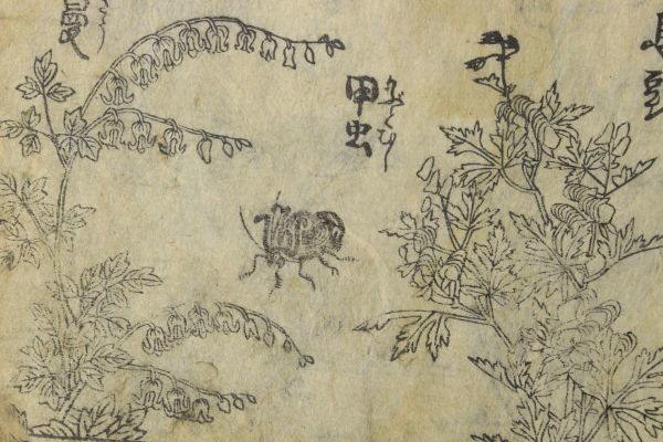 「絵本 植物 昆虫 松茸他」江戸刷 1冊｜虫 カブトムシ セミ 蜘蛛の巣 画集 絵入り 木版画 浮世絵師 日本画 絵画 古書 和本 古典籍 p42_画像5