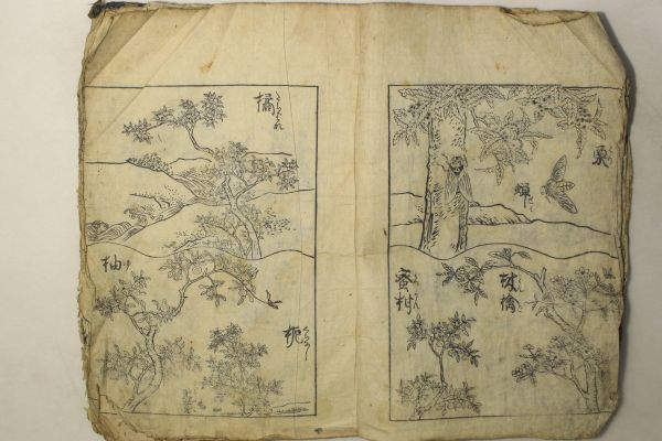 「絵本 植物 昆虫 松茸他」江戸刷 1冊｜虫 カブトムシ セミ 蜘蛛の巣 画集 絵入り 木版画 浮世絵師 日本画 絵画 古書 和本 古典籍 p42_画像1