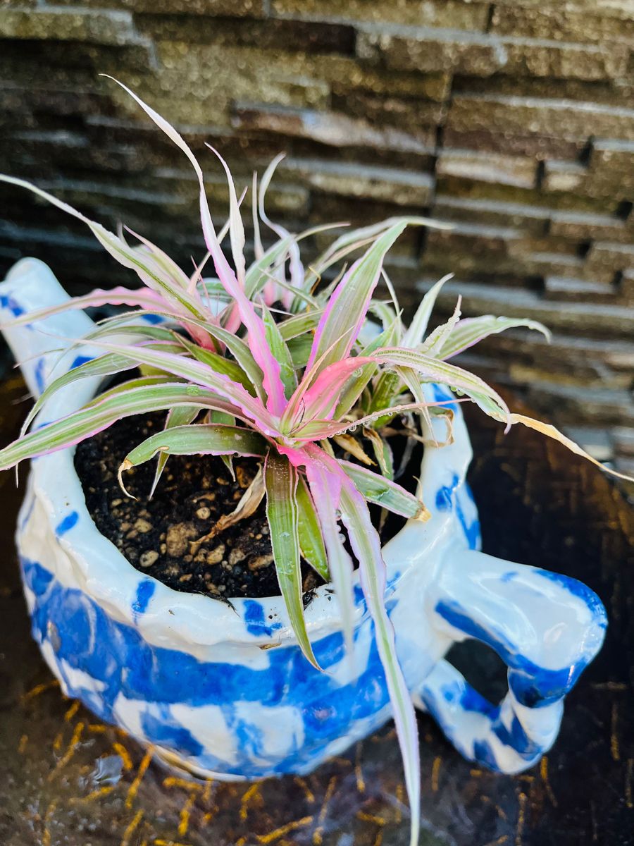 クリプタンサス　ピンクスター　陶器鉢植え