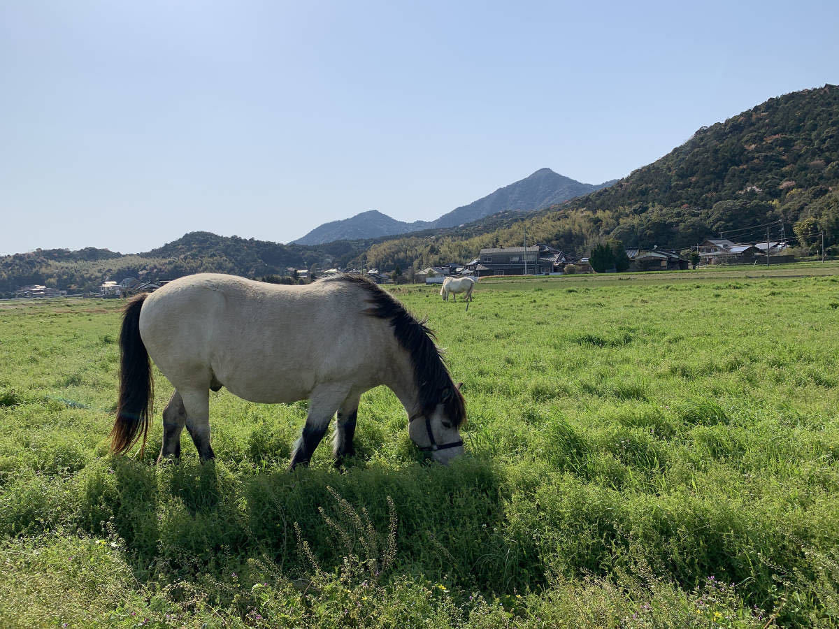 人気のB品20kg数量限定☆送料無料☆無農薬☆オーガニック山口県防府市さつまいも,サツマイモ,シルクスイートさつま芋お菓子ハロウィン_画像10