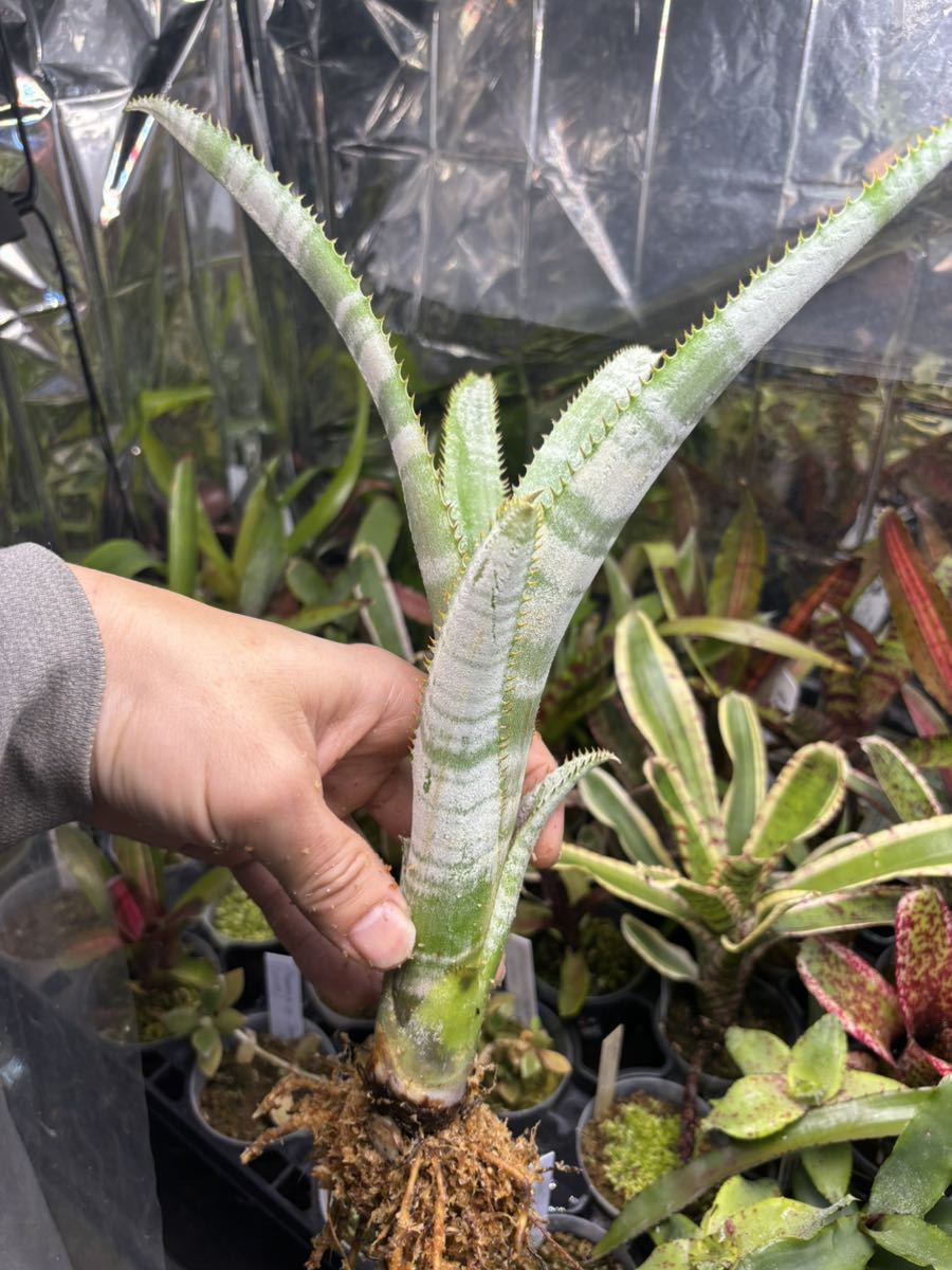 【 Billbergia aff. pallidiflora 】★★★ビルベルギア・パリデイフロラ近似種_画像3