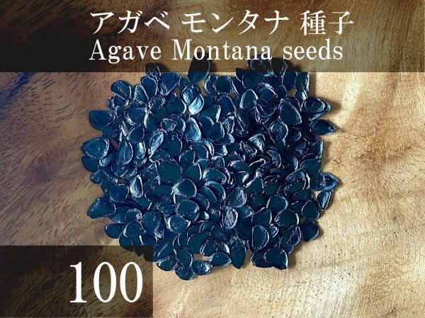アガベ モンタナ 種子 100粒+α Agave Montana 100 seeds+α_画像1