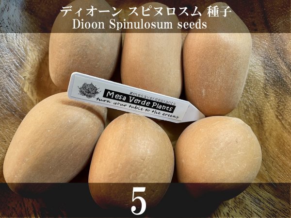 ディオーン スピヌロスム 種子 5粒+α Dioon Spinulosum 5 seeds+α 種 スピヌロサム ソテツ ヤシ_画像1