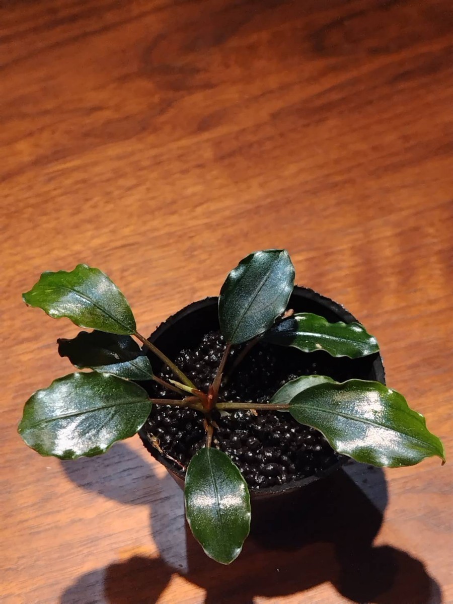 Bucephalandra sp. Dark gray Sarawak 2011.6 【TB】ブセファランドラ_画像3