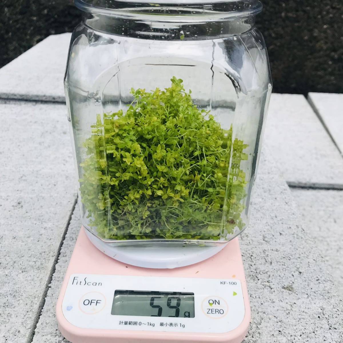  бесплатная доставка Кагосима палец . производство pearl-grass 10 см 60g натуральный горячие источники вода .. культивирование. натуральный предмет отходит .