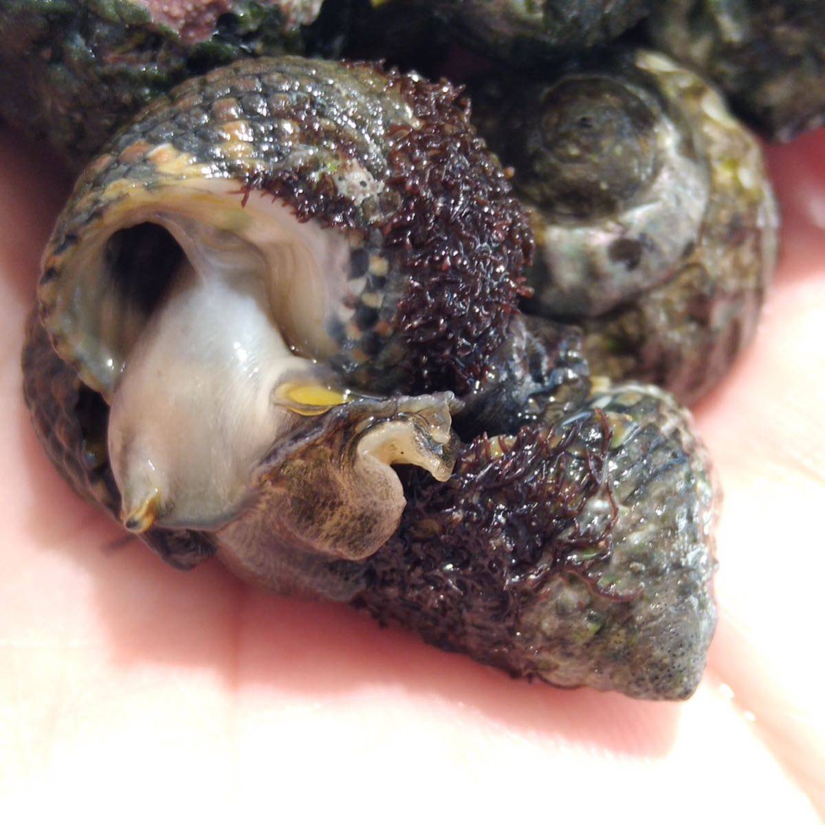 イシダタミガイ 海水貝 30個 イシダタミ 石畳貝 生体 水質浄化 アクアリスト 壁面 大活躍_画像4