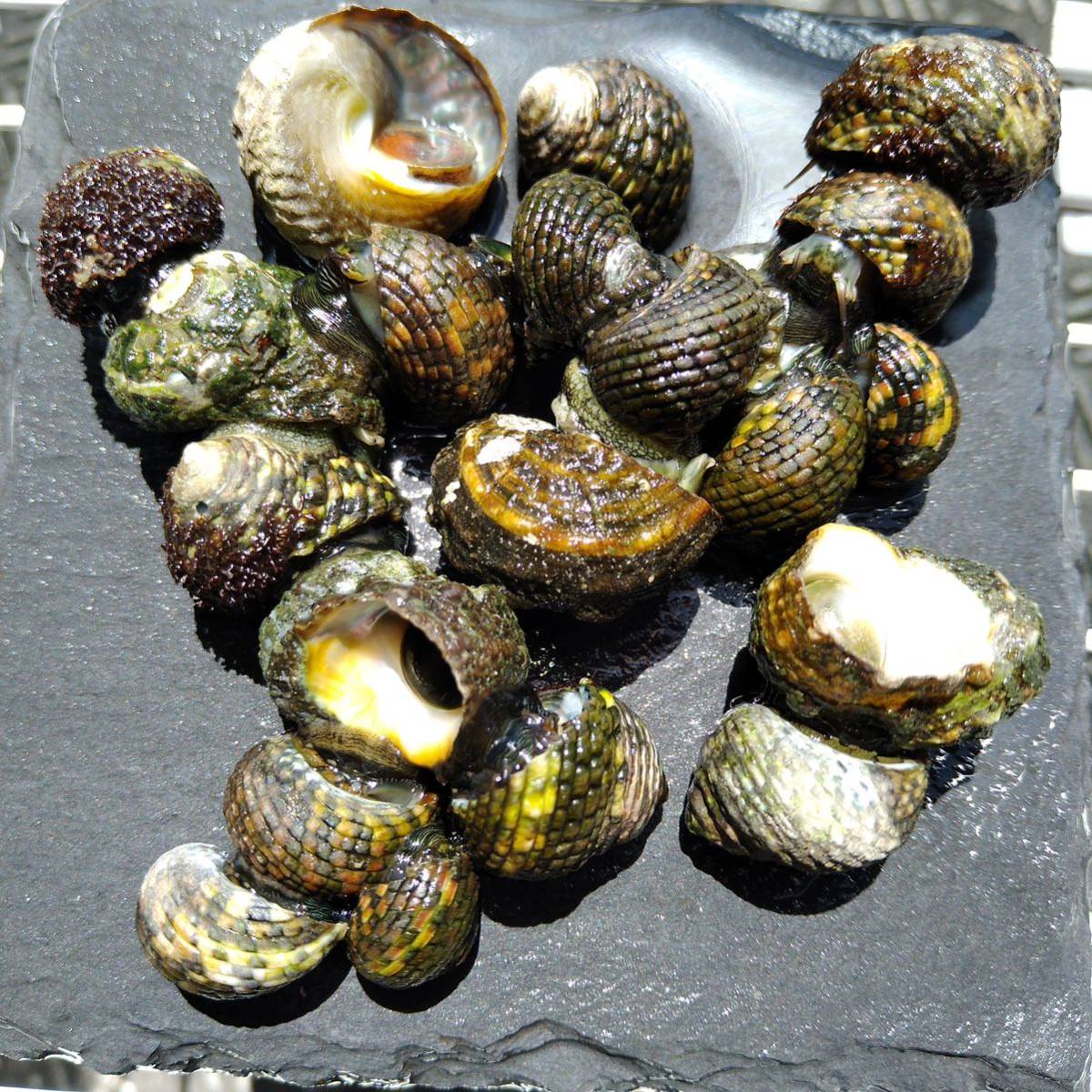 イシダタミガイ 海水貝 30個 イシダタミ 石畳貝 生体 水質浄化 アクアリスト 壁面 大活躍_画像5
