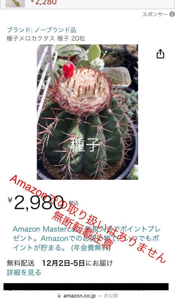 【種子】メロカクタス　種子　30粒　※Amazonには出品しておりません_画像2