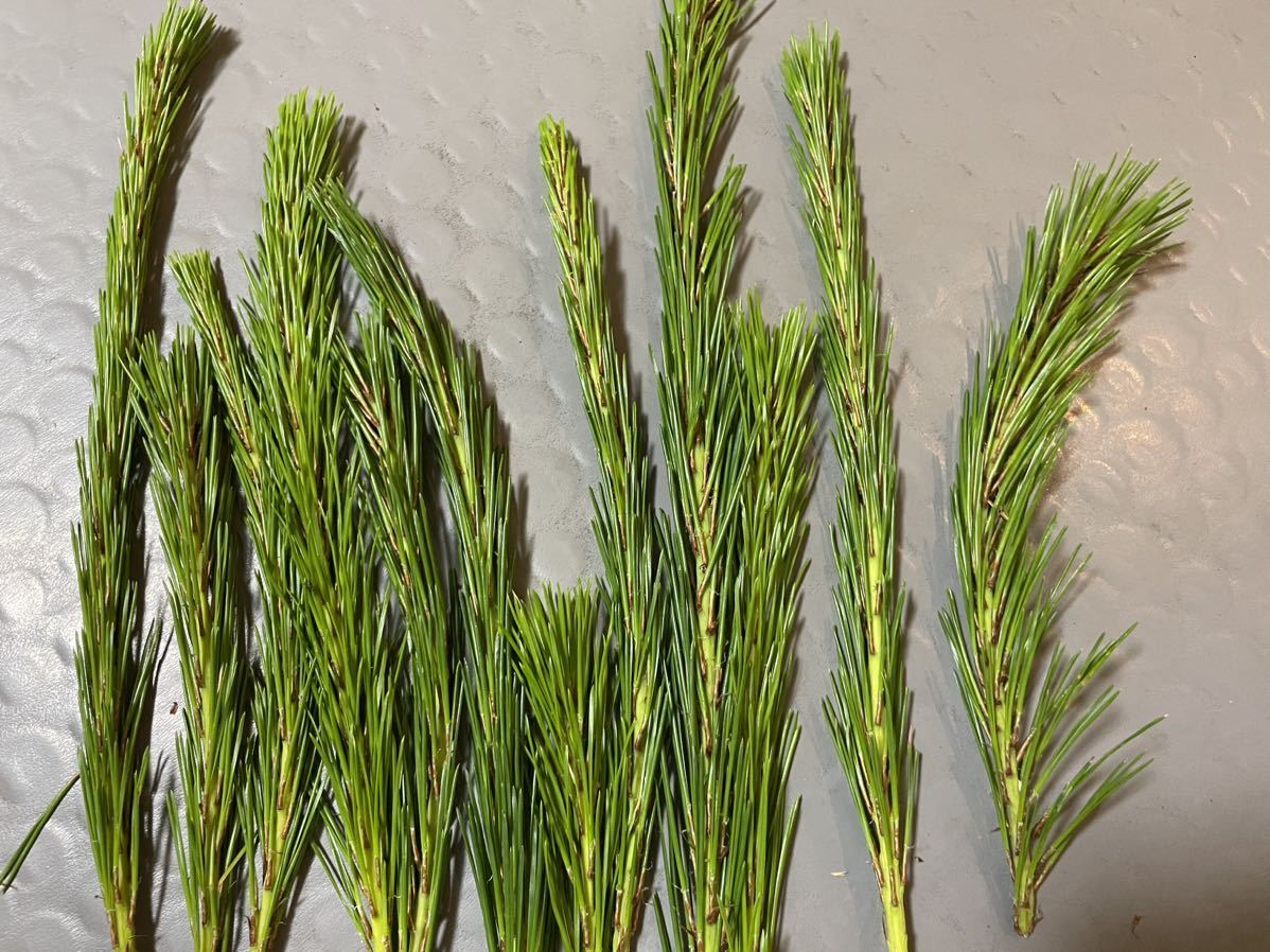  less pesticide natural red pine. leaf 1 kilo pine leaf cigarettes tea material for flower arrangement 