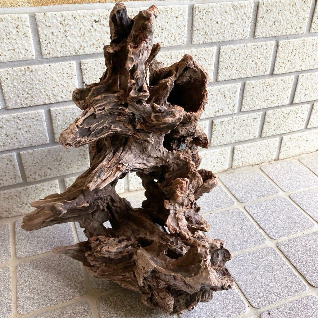  Japan sea. hole driftwood {TS10}37.×29×28.* search * aquarium * Pal dalium* display * moss lium breeding for material * bonsai terrarium *1.5k