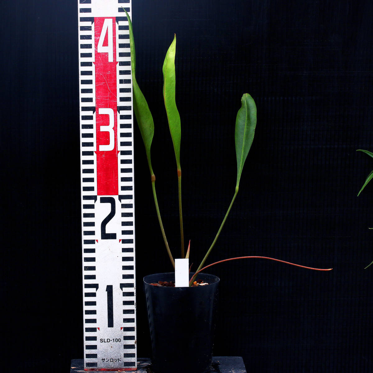 【温室整理SALE】アンスリウム・グラシレ Anthurium gracile ∂∂∂_画像2