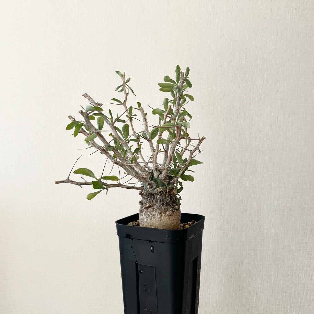 最低価格で販売 Fouquieria columnaris フォークイエリア