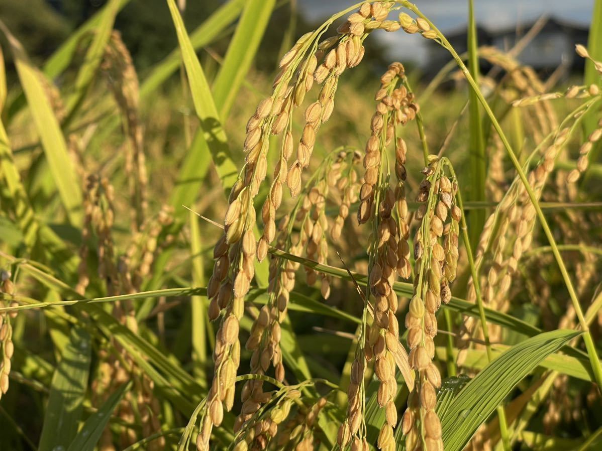 令和5年度産　コシヒカリ 富山県産（20㎏ ）鮮度重視【落札後 希望の精米に対応】無洗米、上白、標準、8ぶなど、新品未使用、農家直送_画像2