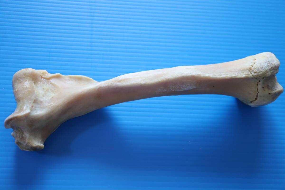 ツキノワグマ 前肢 １本 １７０ｇ 品質最高の画像3