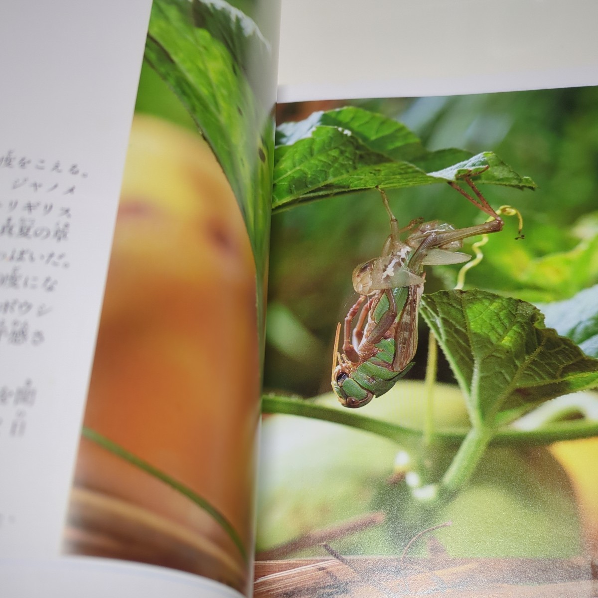  insect chronicle now . light . luck sound pavilion bookstore DAYS OF INSECTS the first version 1995 year no. 20. used old book 