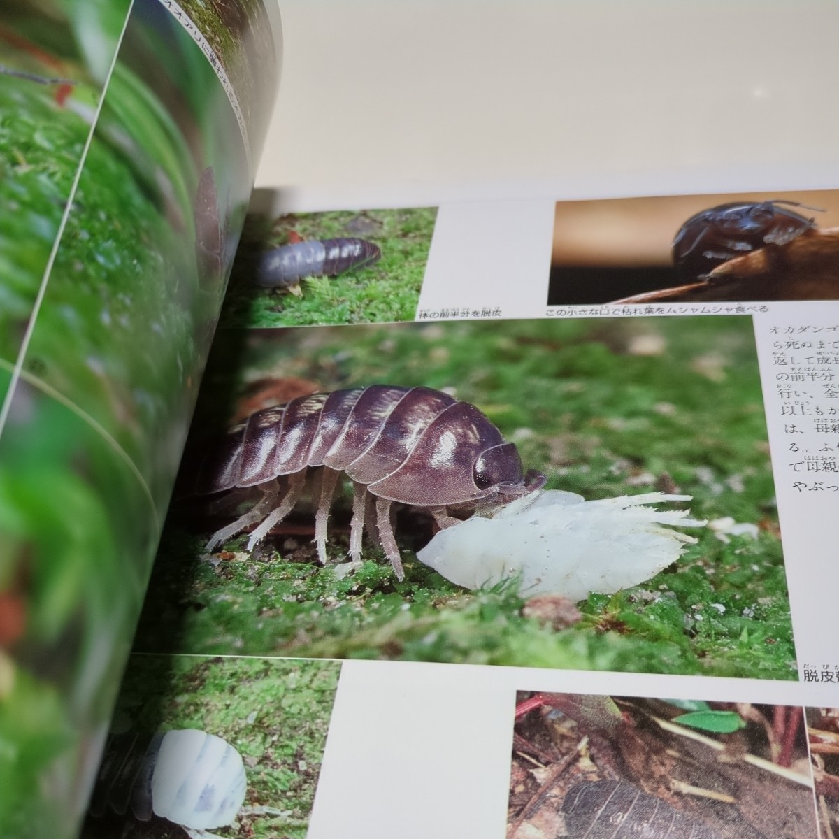  insect chronicle now . light . luck sound pavilion bookstore DAYS OF INSECTS the first version 1995 year no. 20. used old book 