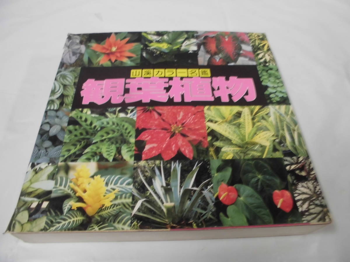 山渓カラー名鑑　観葉植物　室内で楽しむ観葉・鉢花1523種類を収録　1991年第1刷　山と渓谷社◆4*6_画像1