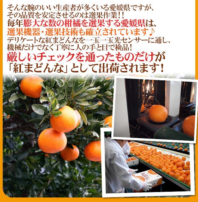 （予約）限定1箱！愛媛産【紅まどんな】8～10玉前後 1.5kg 化粧箱！！！！_画像5