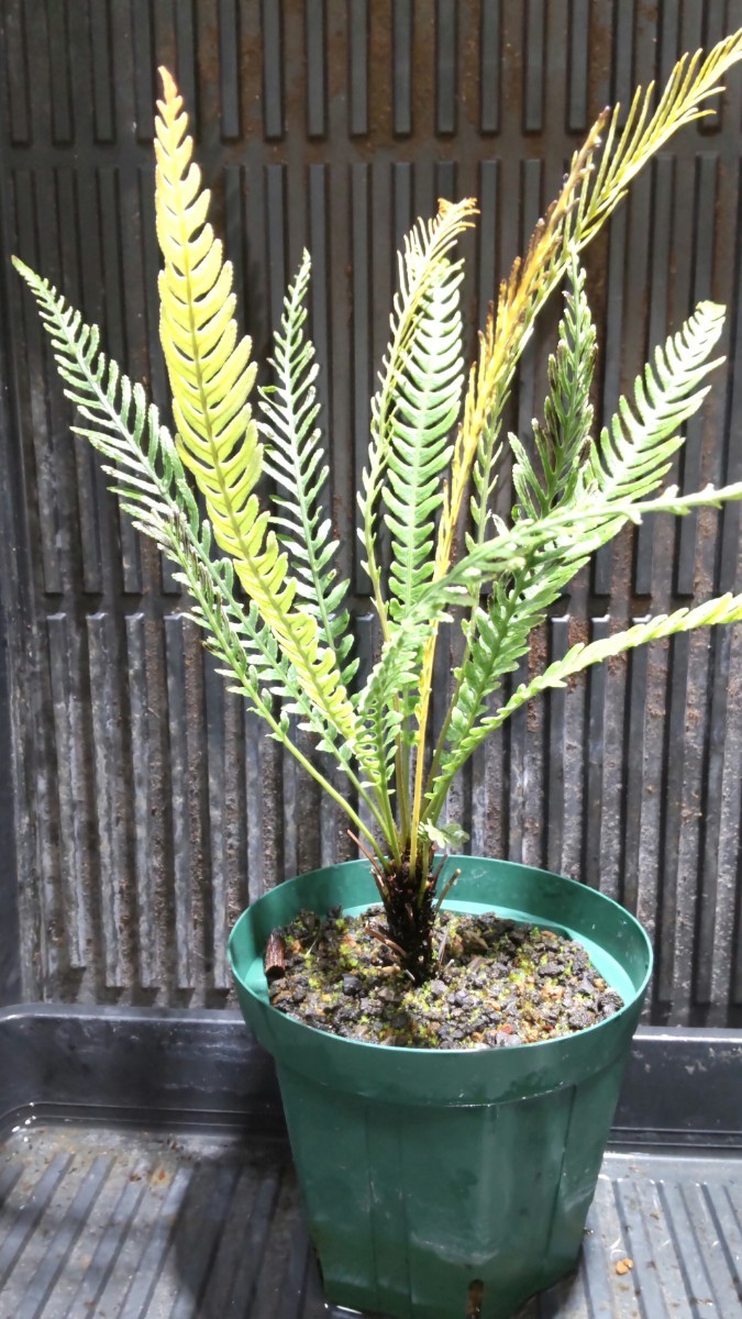 Blechnum obtusatum var obtusatum　　ブレクナム　オブツーサタム　バー　オブツーサタム　オブオブ　_画像8