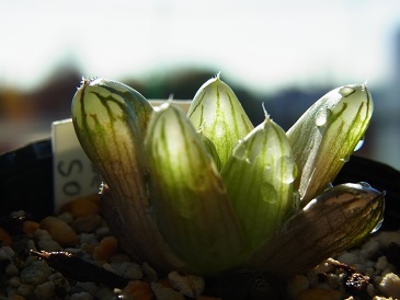 ハオルチア　オブツーサ　多肉植物　　明緑薄窓SO-2・小苗　３　一枚目は親株です_画像4