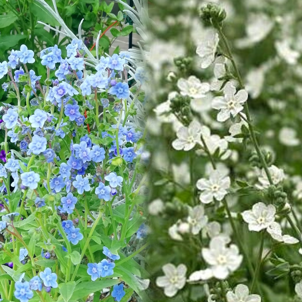 オンファロデス リニフォリア 種子 15粒　花の種　同梱可能　白花　かすみ草似　白い花　ナチュラルガーデン　カワイイ小花　秋、春蒔き_画像5