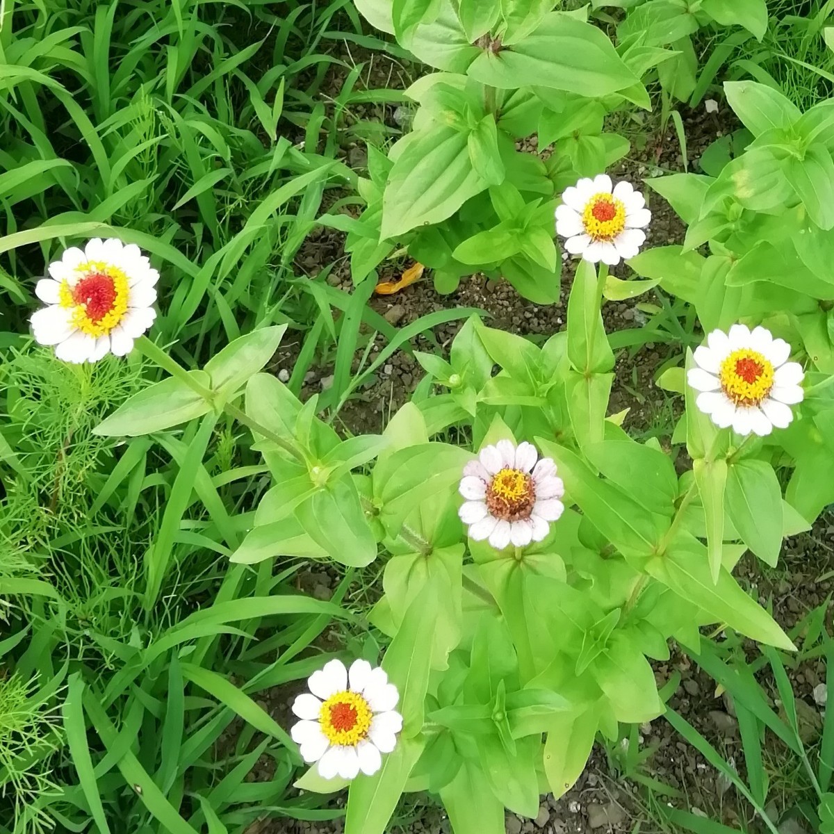 ジニア 白 15粒　百日草　同梱可能　花の種　種子　春夏蒔き　ホワイト〜薄ピンク　紅　シングル　一重_画像2