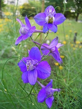 ラークスパー紫 10粒　千鳥草　同梱可能　花の種　種子　春夏蒔き　パープル　チドリソウ　チドリ草_画像4