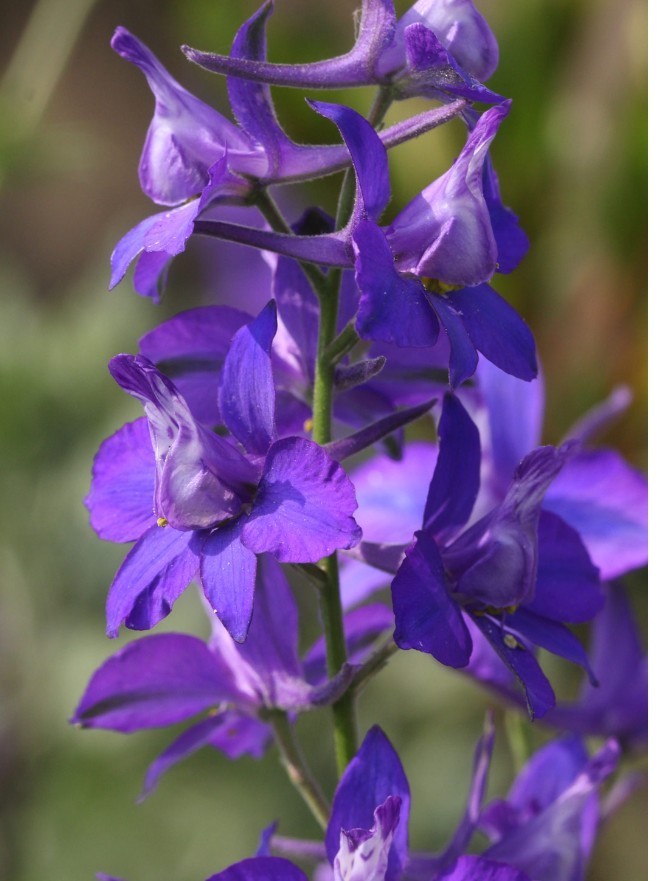 ラークスパー紫 10粒　千鳥草　同梱可能　花の種　種子　春夏蒔き　パープル　チドリソウ　チドリ草_画像2