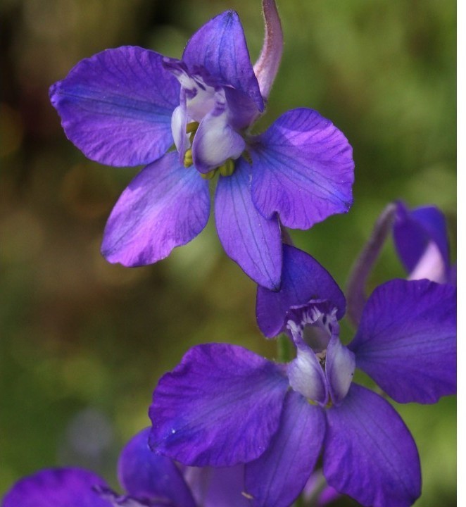 ラークスパー紫 10粒　千鳥草　同梱可能　花の種　種子　春夏蒔き　パープル　チドリソウ　チドリ草_画像5