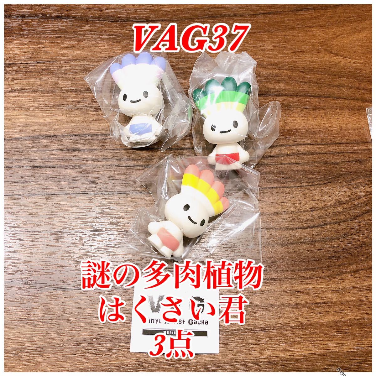 VAG 37 謎の多肉植物 はくさい君 3点_画像1