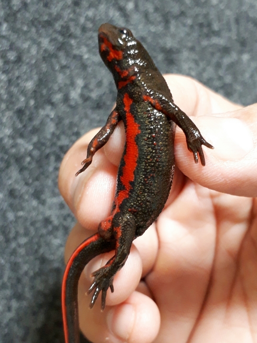  this is sgo.!! Shiga prefecture production red is la newt black & red Berry * lacquer black. body .. part till to coil transparent feeling. exist vivid red . beautiful .*±10cm