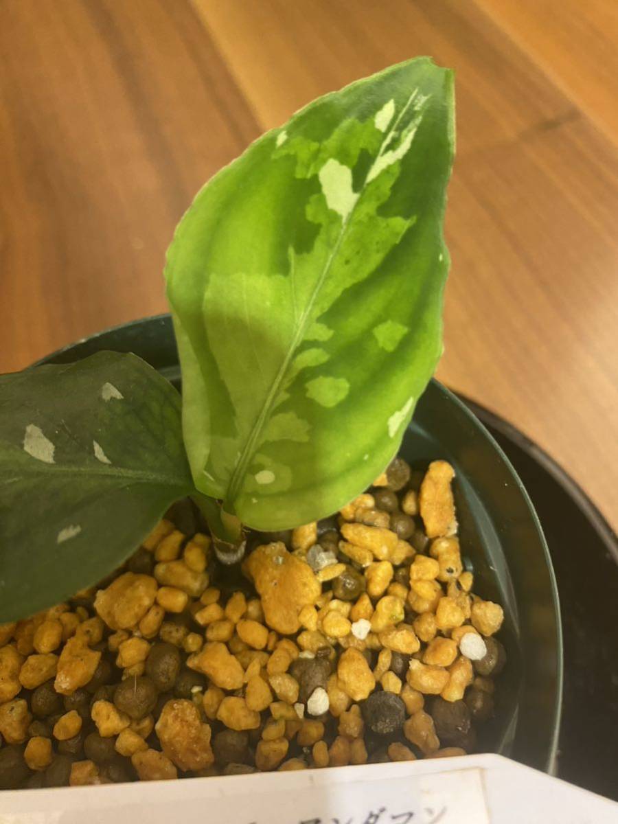 【ID便】Aglaonema アンダマン ポートブレア北部　アグラオネマ （用土鉢、タグ付）Natura増殖株 Trash購入（定価88,000円）_画像7