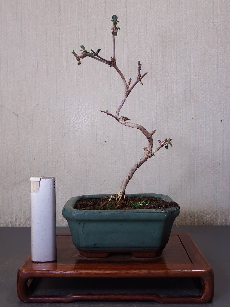 盆栽　ウグイスカグラ（Ｐ－３）_画像1