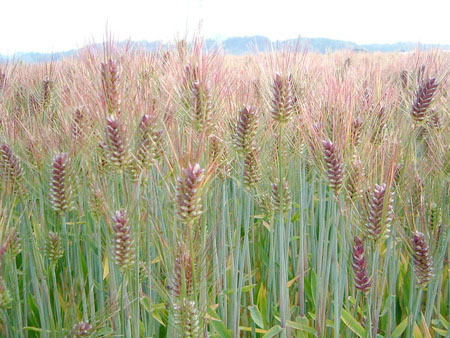  природа культивирование пшеница ...(200g)* Kumamoto префектура производство * нет удобрение * нет пестициды * собственный . брать * питание изобилие . злаки рис .... белый рис. белый . до еда . хочет person . рекомендация!