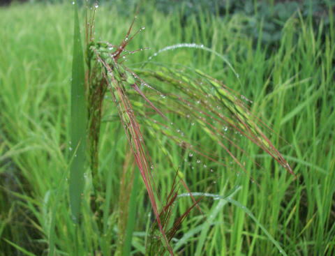  nature cultivation old fee red rice rice (150g)* Gifu prefecture production * nature ..... height mountain . less fertilizer * less pesticide. ultimate nature cultivation . making did *..... is red rice. for!