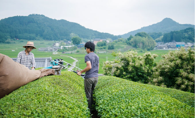 自然栽培 和紅茶（ティーバッグ）(2gＸ15TB)★無肥料・無農薬の大和茶★初夏の日差しをたっぷり浴びた茶葉を収穫し丹念に揉込み製茶♪