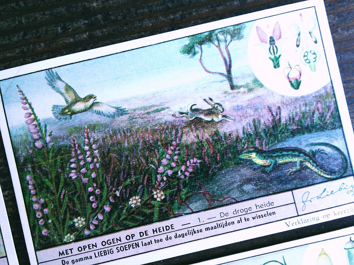 1945年 LIEBIG◆ 荒野に咲く花6種 アンティーク ビンテージ クロモス カード◆イギリス リービッヒ R27_画像2