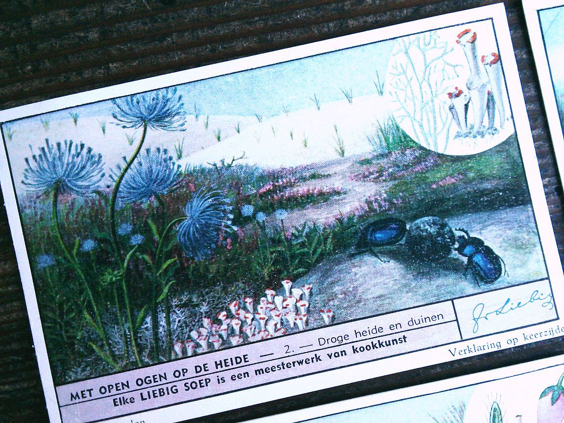 1945年 LIEBIG◆ 荒野に咲く花6種 アンティーク ビンテージ クロモス カード◆イギリス リービッヒ R27_画像5