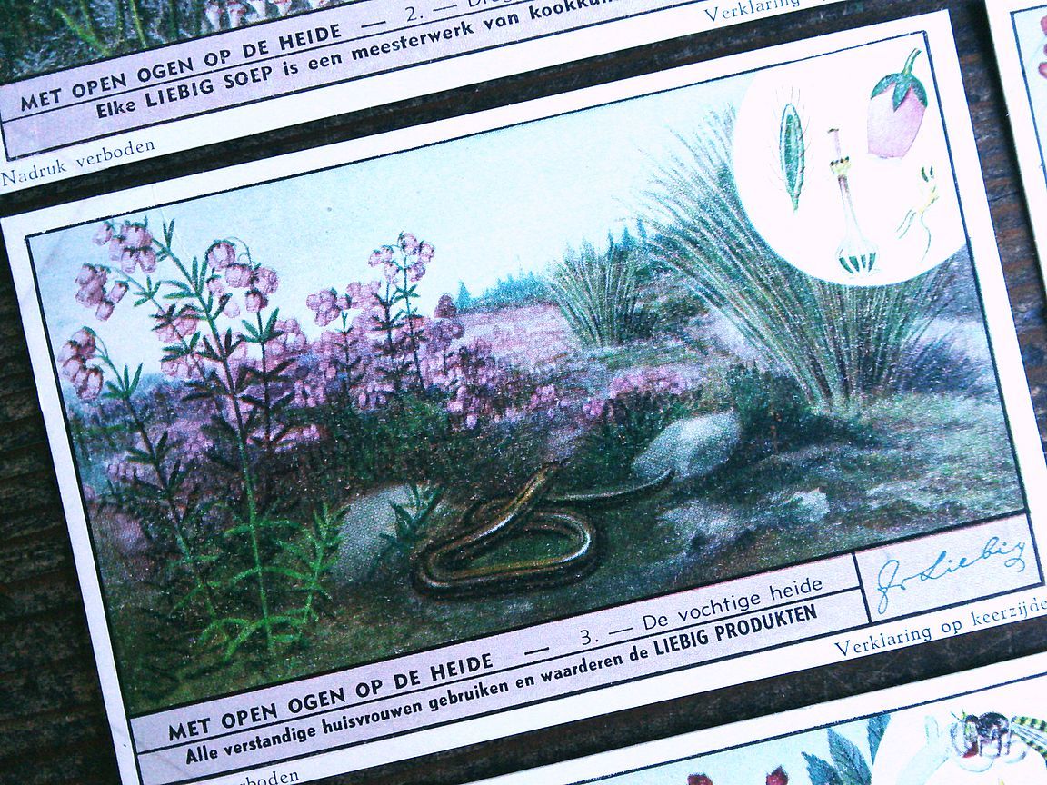 1945年 LIEBIG◆ 荒野に咲く花6種 アンティーク ビンテージ クロモス カード◆イギリス リービッヒ R27_画像6