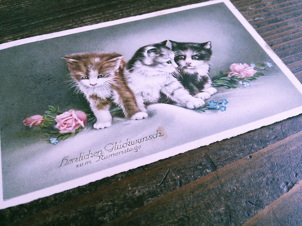 猫(10) C63◆アンティークポストカード フランス ドイツ ベルギー イタリア イギリス ネコ ねこ 子猫 ビンテージ絵葉書_画像8